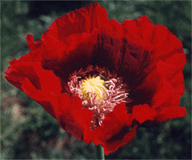 Poppy Flower